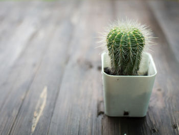 Close-up of cactus on table