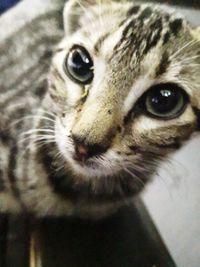 Close-up portrait of a cat