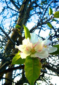 Low angle view of white flowers blooming on tree