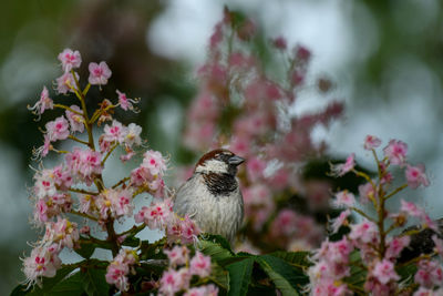 Close-up of bird perching on flowering tree. 