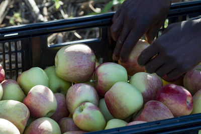 Close-up of hand holding apples in market