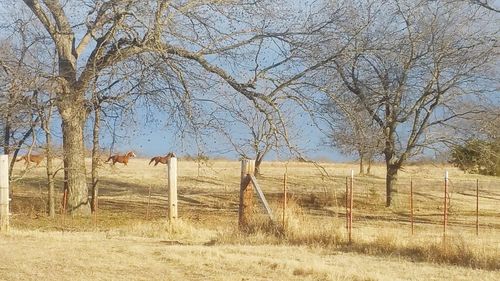 Bare trees on field