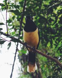 Close-up of bird perching on branch