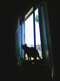 Cat looking through window