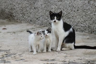 Portrait of cats sitting on land