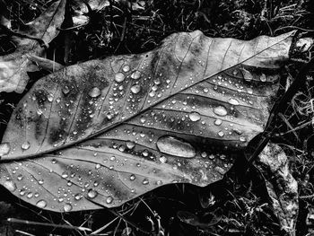 Close-up of water drops on leaves during autumn