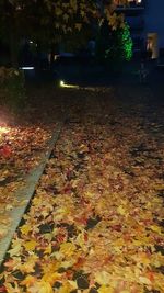Close-up of illuminated autumn leaves at night