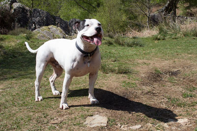 Dog on grass