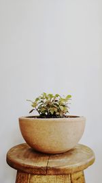 Close-up of small potted plant against white background