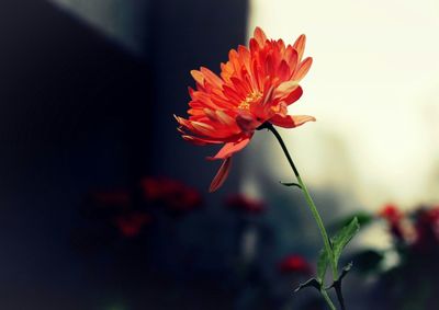 Close-up of flower against blurred background