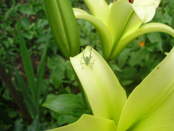 Close-up of insect on plant