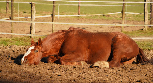 Horse laying down resting