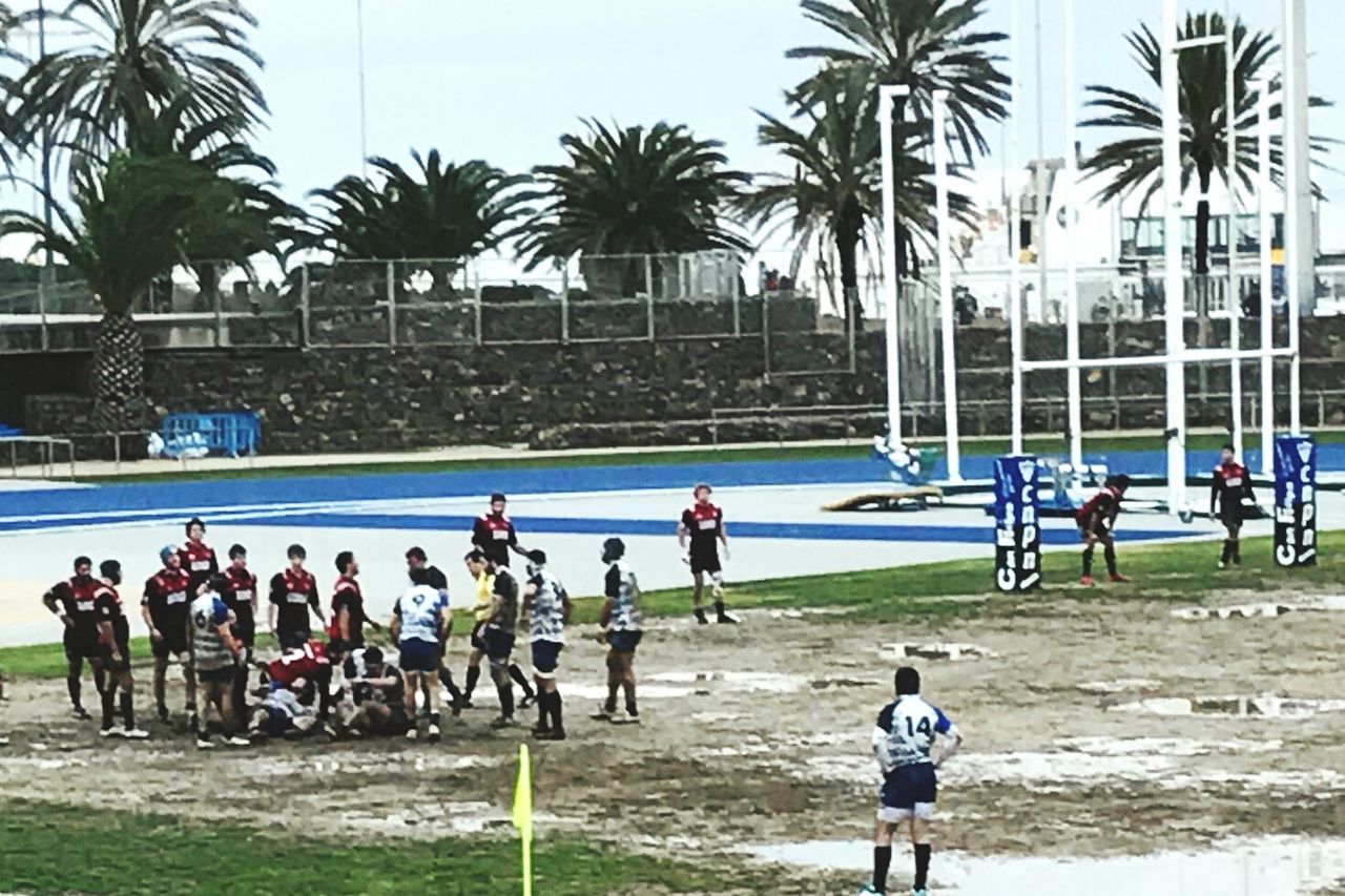 Rugby & palms