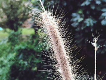 Close-up of plant on field