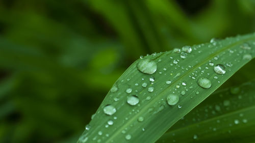 Close-up of wet leaves on rainy day