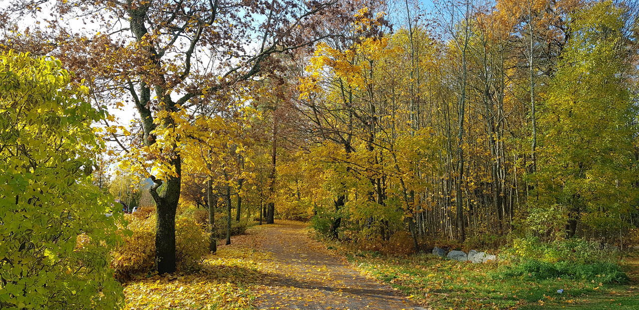 FOOTPATH AMIDST TREES IN FOREST DURING AUTUMN