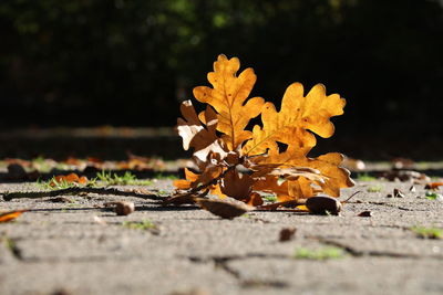 Close-up of maple leaves on tree