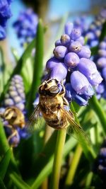 Close-up of honey bee on purple flower