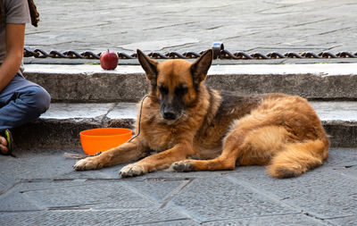 Dog sitting on footpath