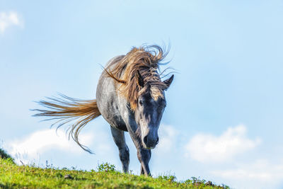 Horse standing in a field against sky