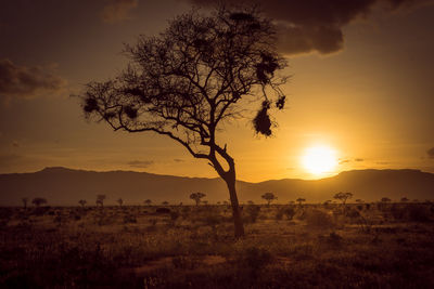 Silhouette tree on field against sky during sunset