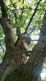 Low angle view of trees in the forest