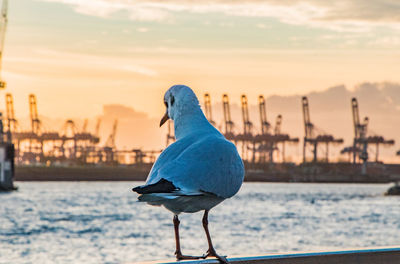 Close-up of seagull perching on sea shore against sky