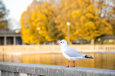 Close-up of seagull perching on railing