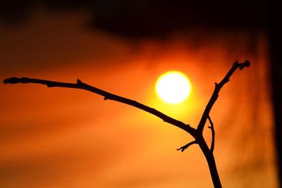 Close-up of silhouette branch against orange sky