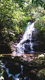 Scenic view of waterfall in forest