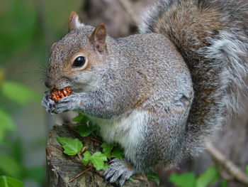 Close-up of squirrel eating outdoors