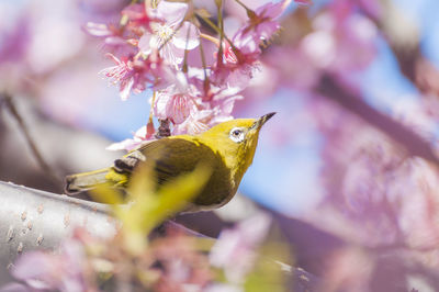 Close-up of hummingbird on pink flower