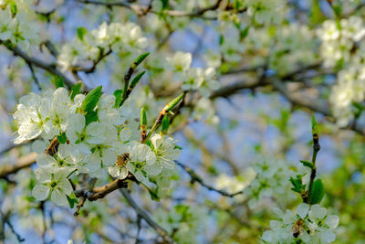 Close-up of cherry blossoms on branch