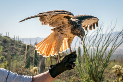 Close-up of man holding bird flying against clear sky