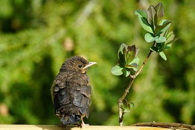 Close-up of bird perching on tree