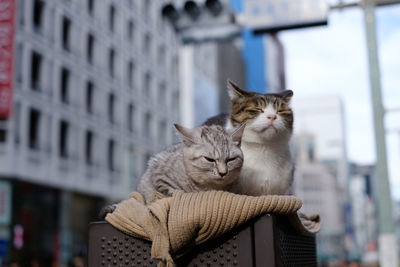 Portrait of a cat sitting outdoors