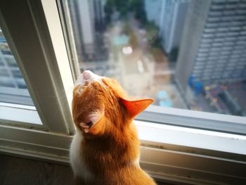 Close-up of cat looking through window