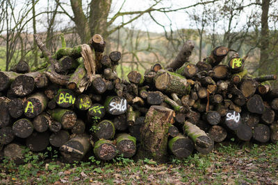 Stack of logs on field