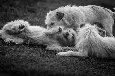 Close-up of a dog lying down