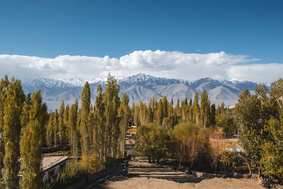 Panoramic shot of trees on landscape against sky