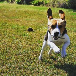 Dog standing on grassy field