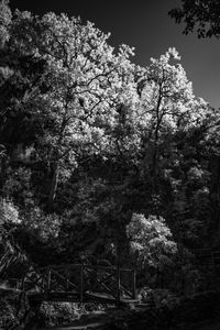 Low angle view of flowering trees in forest against sky