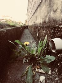 Close-up of flowering plant by road in city