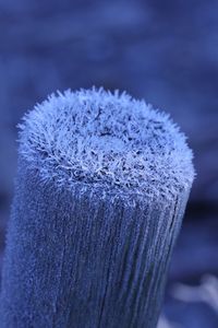 Close-up of frozen purple flower