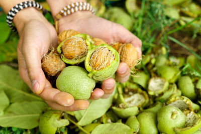 Cropped hand of woman picking apples