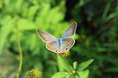 Close-up of butterfly pollinating on flower