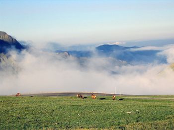 Scenic view of agricultural field against sky