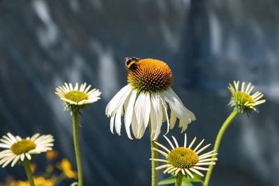 Close-up of bumblebee on white flowering plant