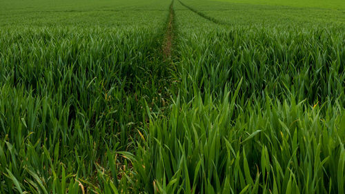 Crops growing on field