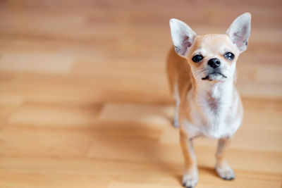 Portrait of dog standing on hardwood floor